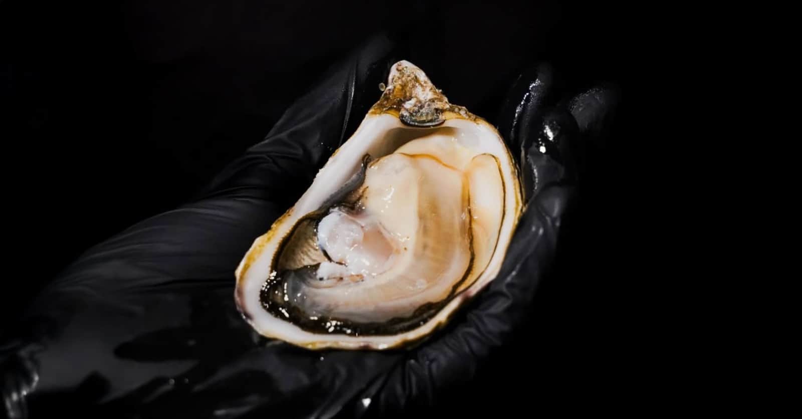 Ostrica aperta poggiata su un guanto nero, con la polpa chiara visibile dentro la conchiglia.
