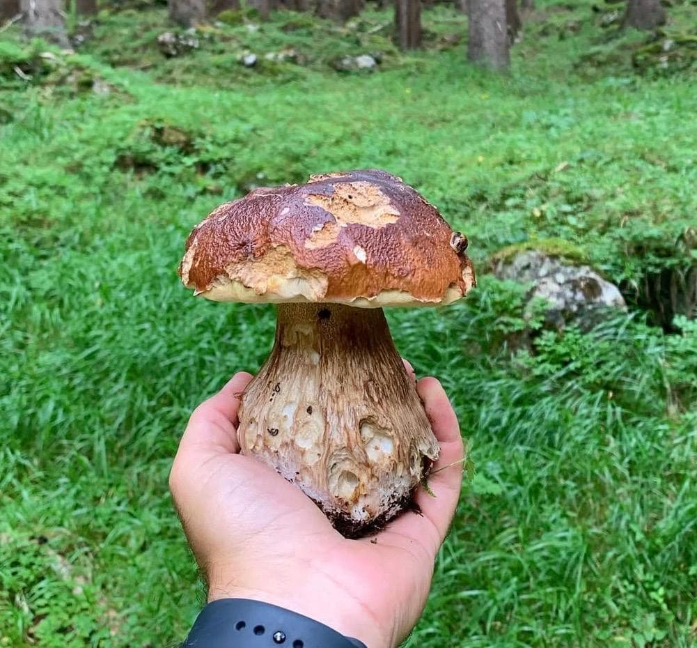 Funghi porcini freschi in antipasti, primi e secondi